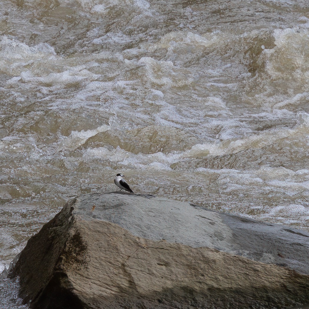 Torrent Flyrobin - ML623137025