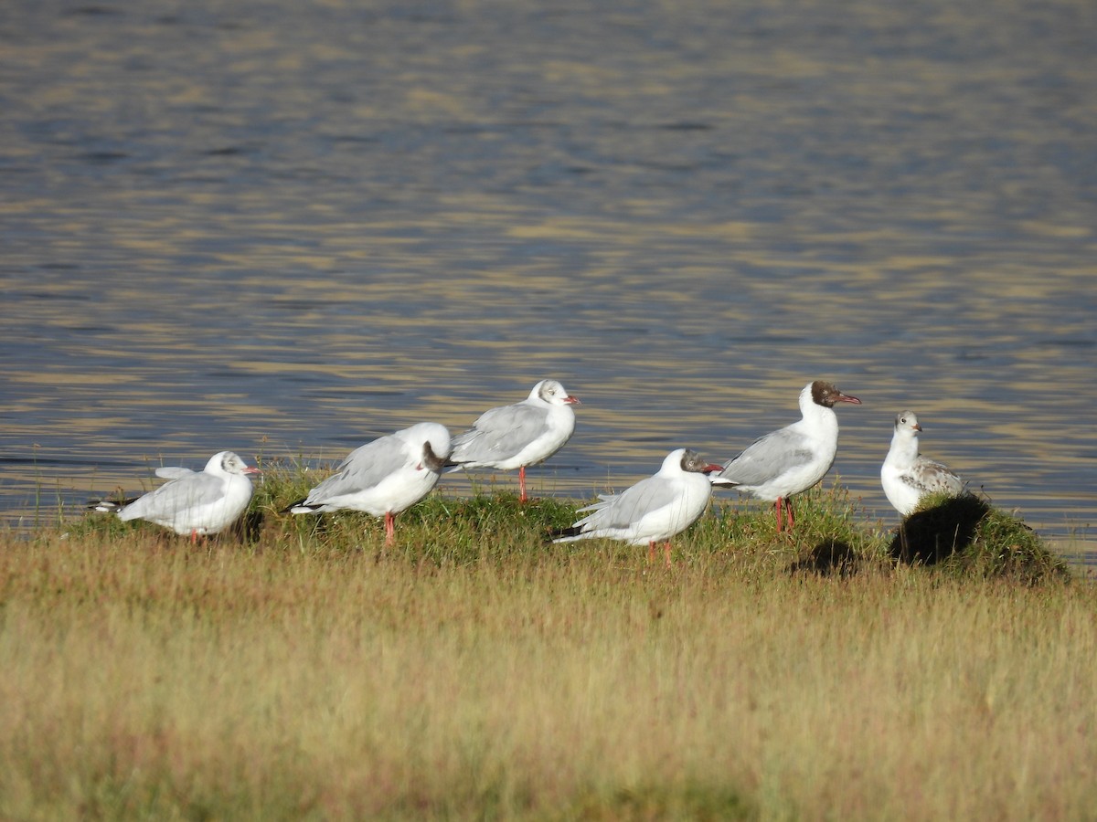 Gaviota Centroasiática - ML623137031