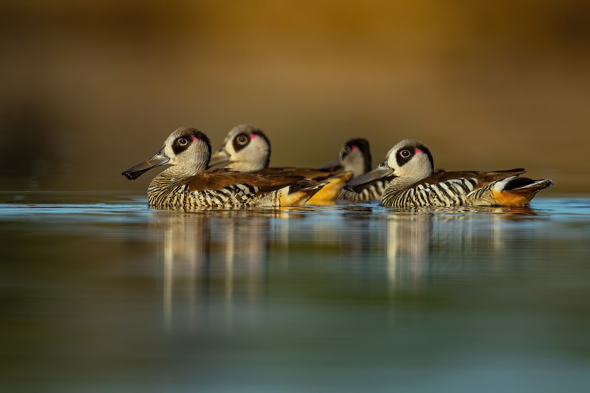 Pink-eared Duck - ML623137034