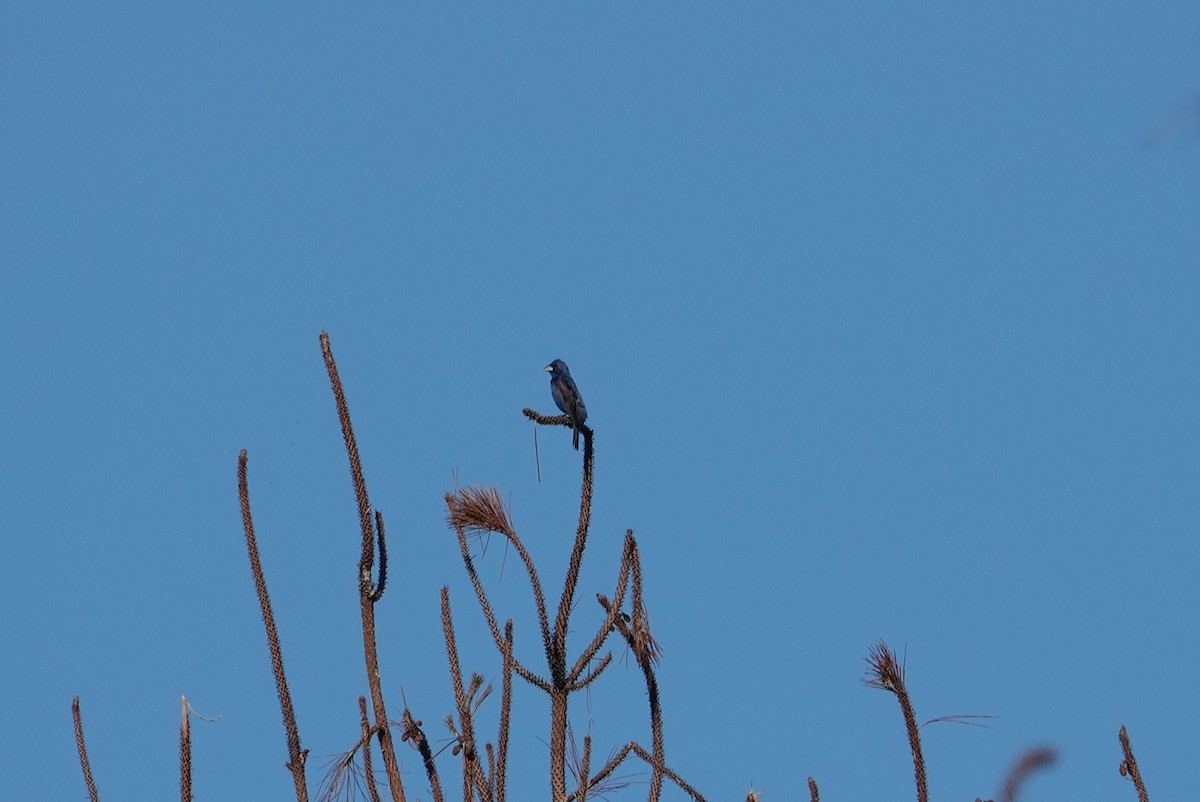 Blue Grosbeak - ML623137035