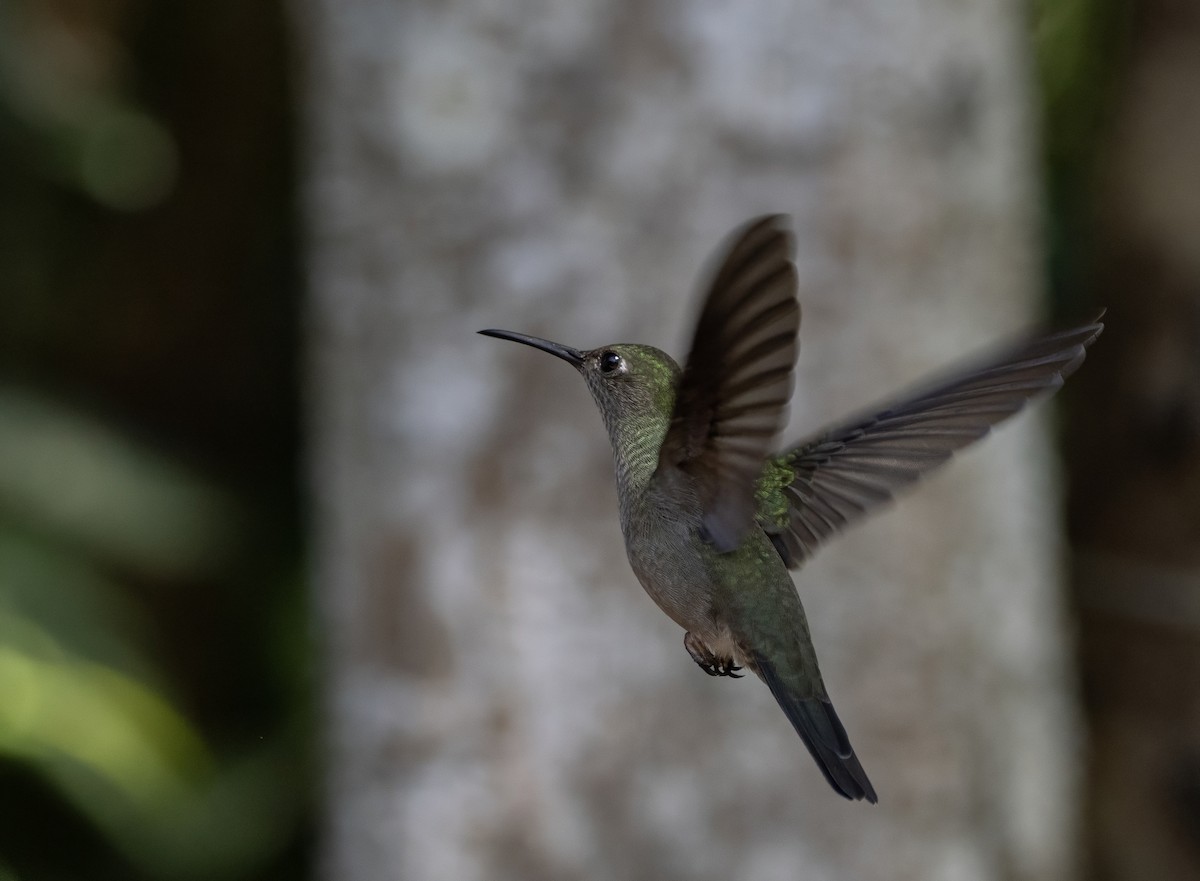 Sombre Hummingbird - ML623137038