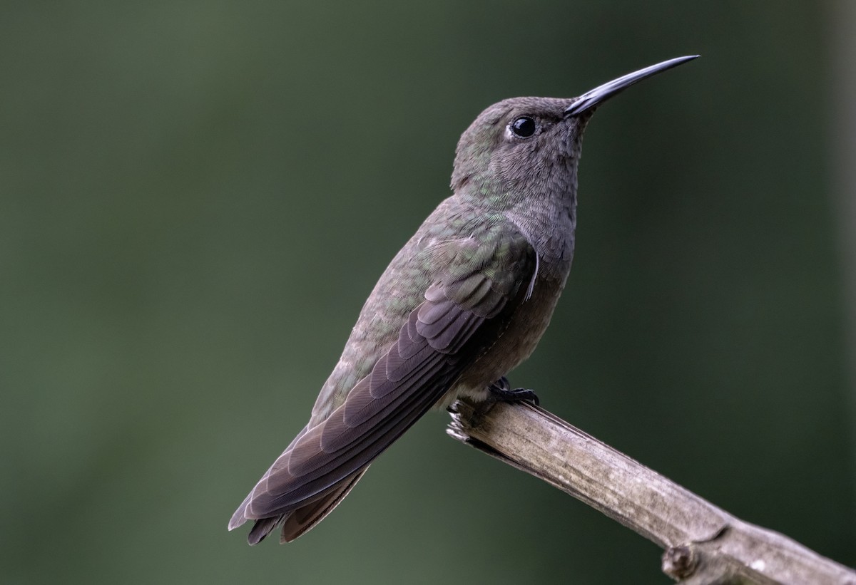 Sombre Hummingbird - ML623137039