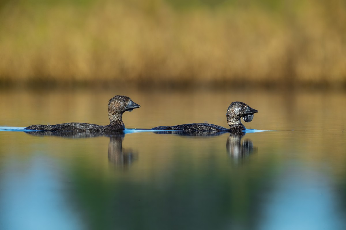 Musk Duck - ML623137040