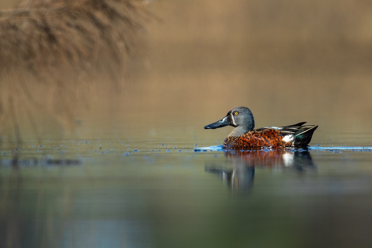 Australasian Shoveler - ML623137050