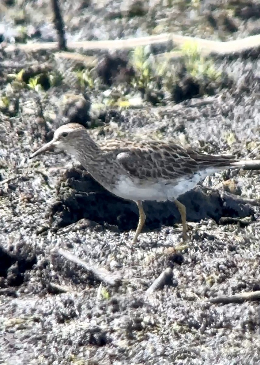 Graubrust-Strandläufer - ML623137055