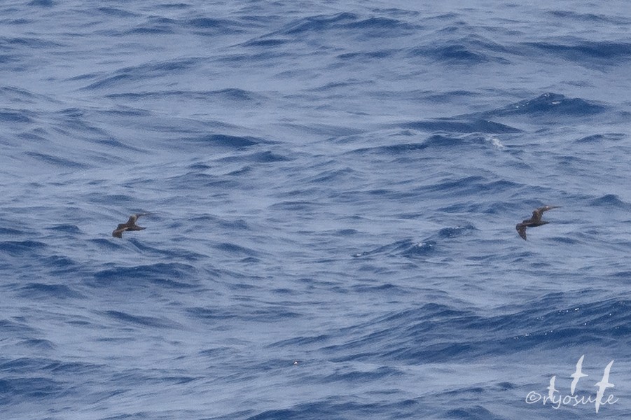 Swinhoe's Storm-Petrel - ML623137065