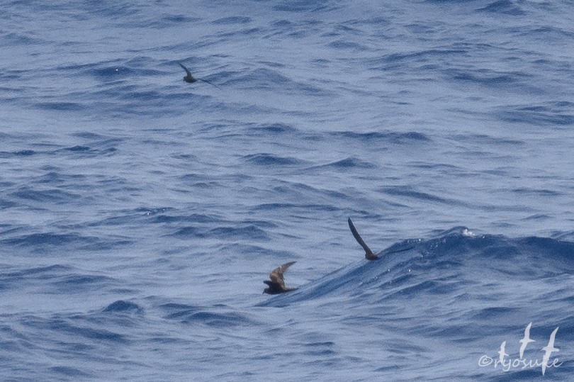 Swinhoe's Storm-Petrel - ML623137066