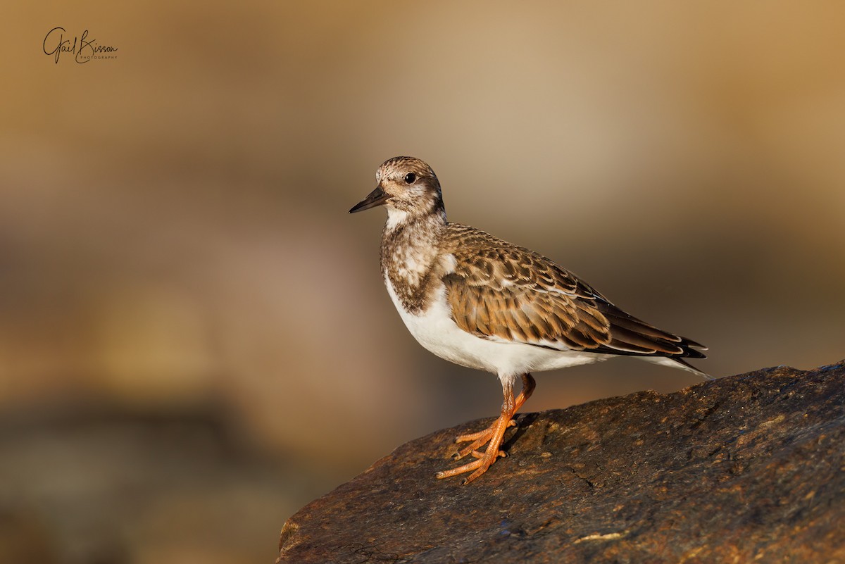 Ruddy Turnstone - Gail Bisson