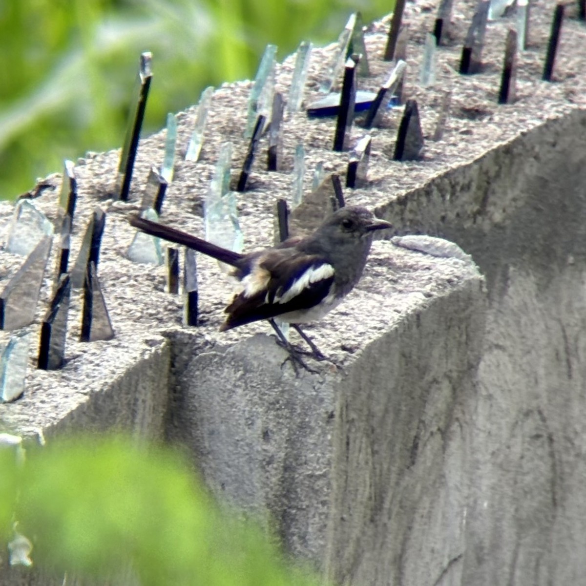 Philippine Magpie-Robin - Kurt  Cabahug