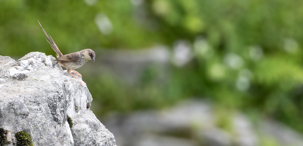 Himalayan Prinia - ML623137141