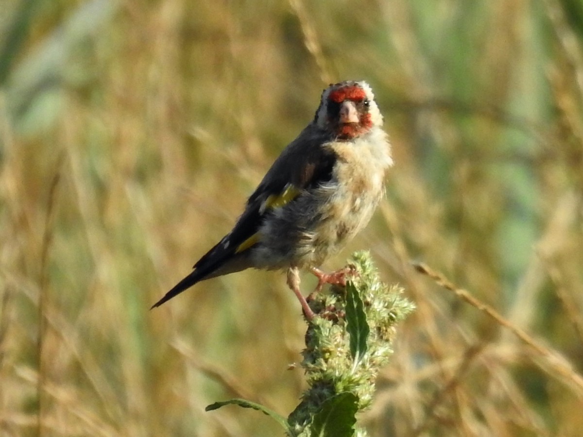 Щиглик звичайний - ML623137142