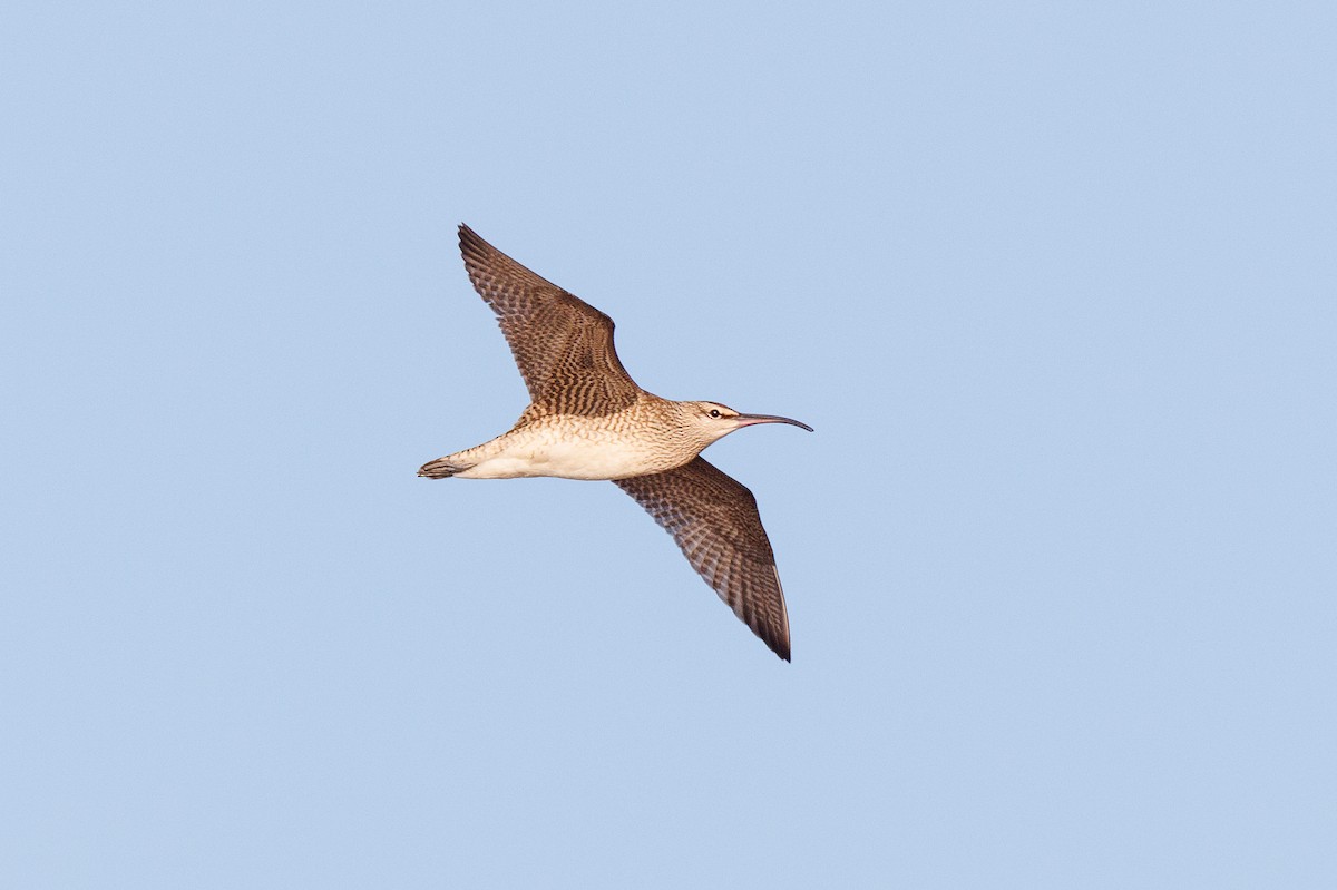 Hudsonian Whimbrel - ML623137146