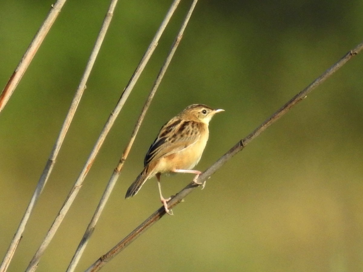 Таміка віялохвоста - ML623137149