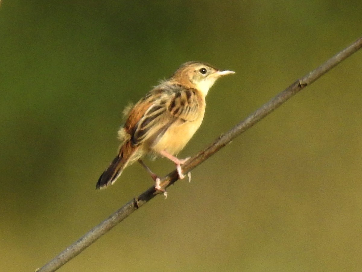 Таміка віялохвоста - ML623137151