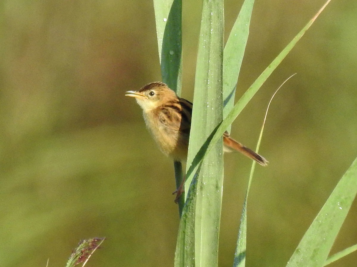 Таміка віялохвоста - ML623137153