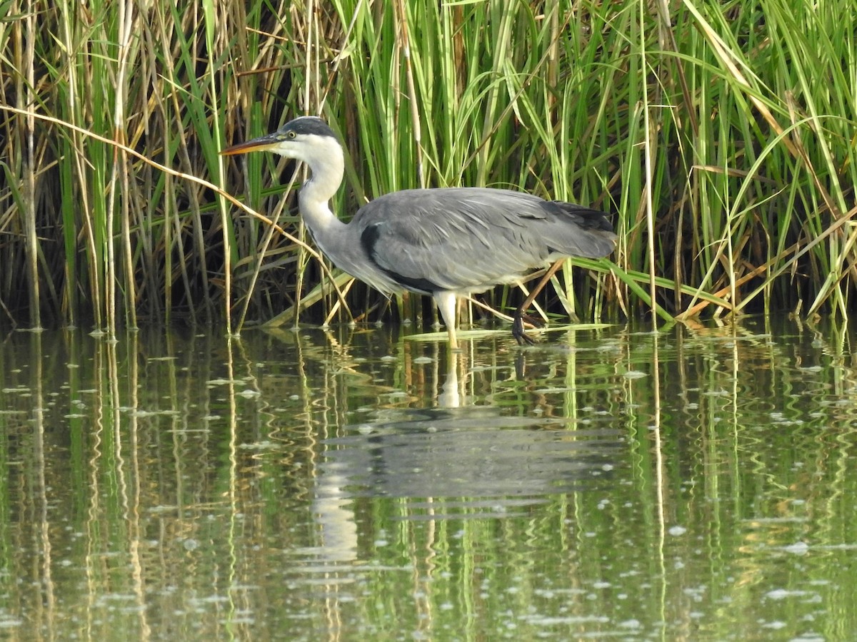 Чапля сіра - ML623137157