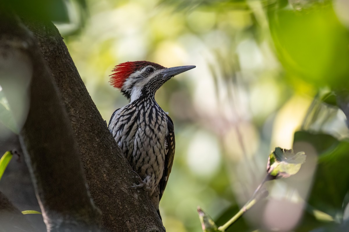 Black-rumped Flameback - ML623137161