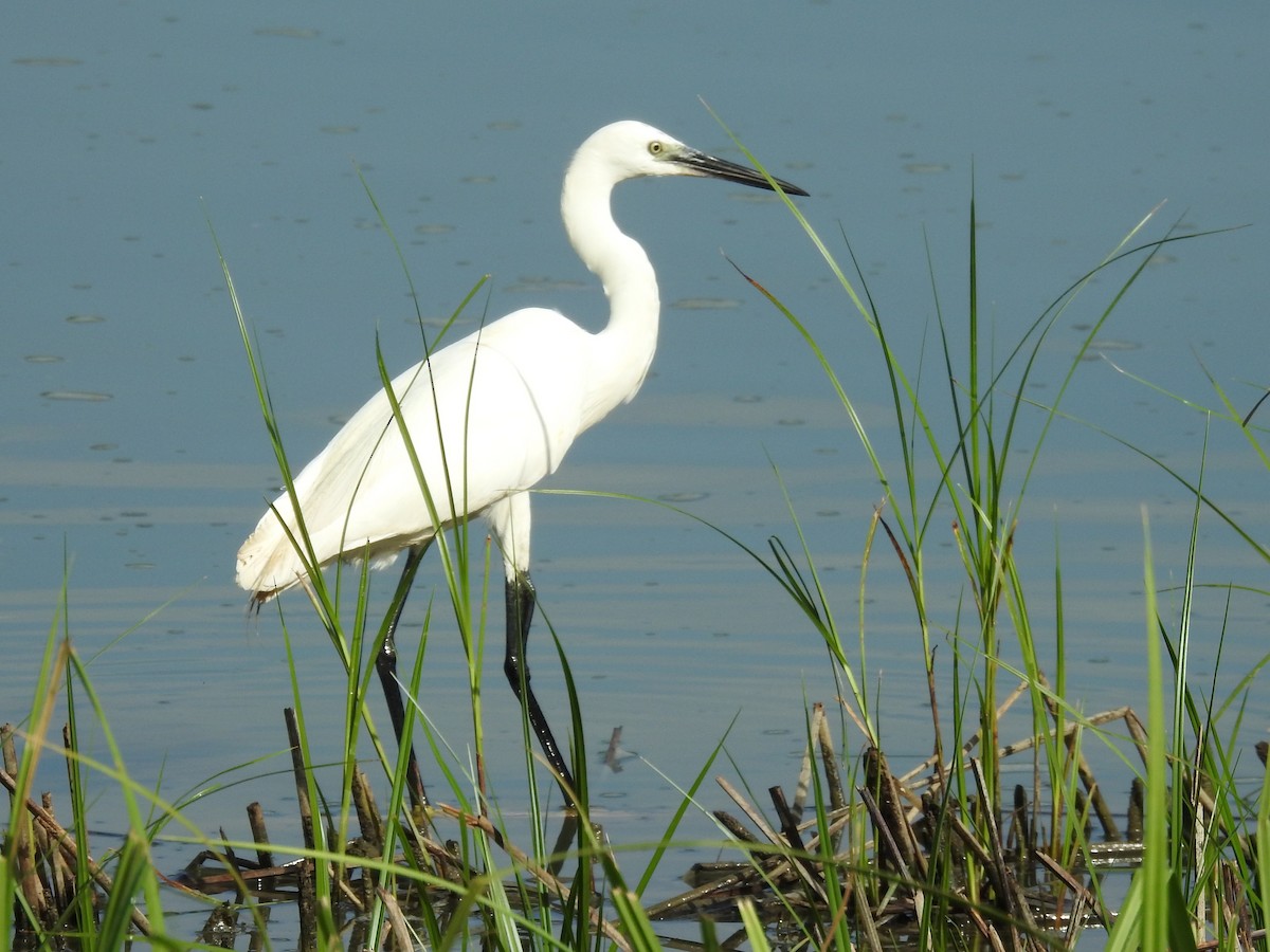 Чепура мала - ML623137162