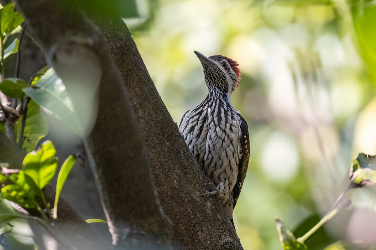 Black-rumped Flameback - ML623137166