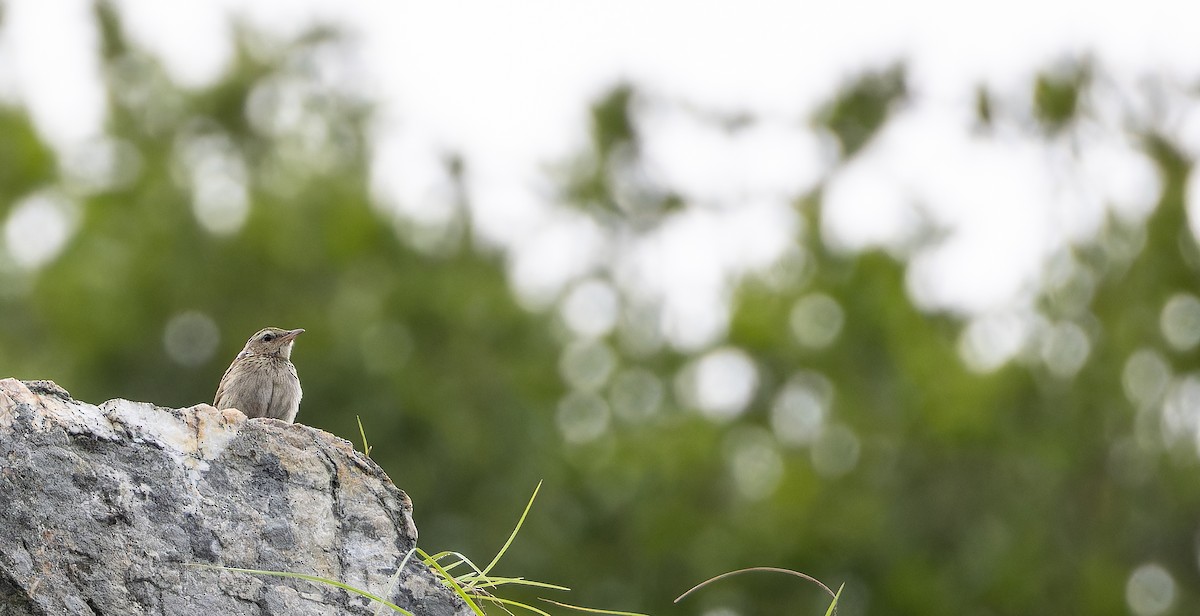 Upland Pipit - ML623137169