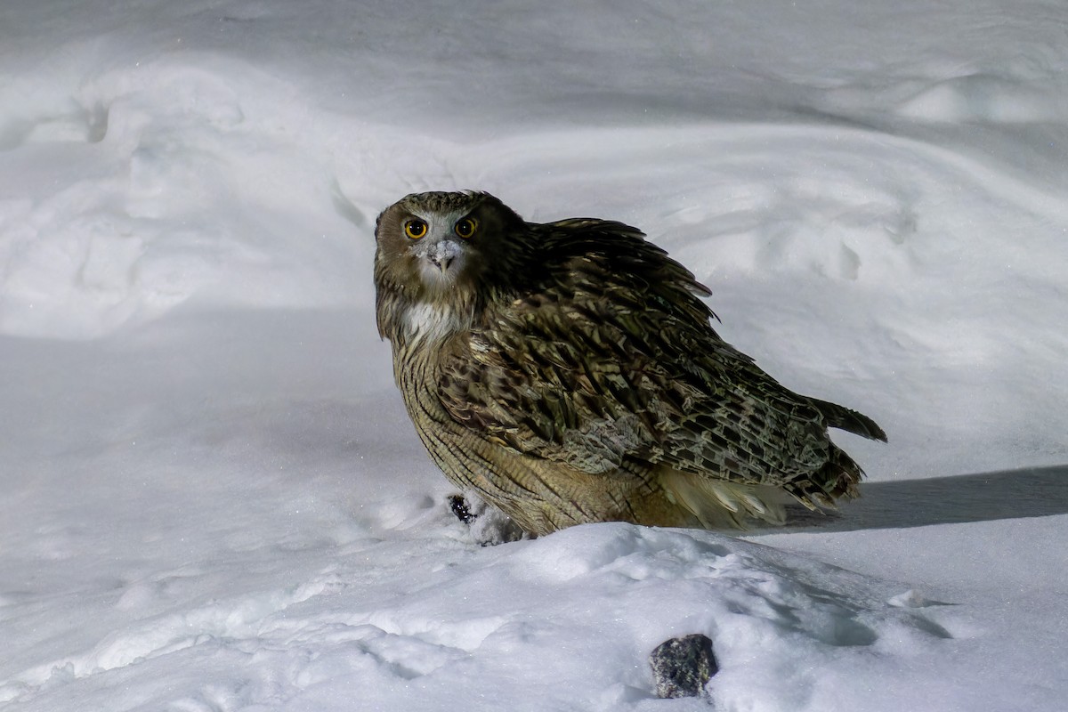 Blakiston's Fish-Owl - ML623137174