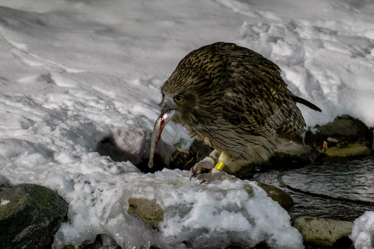 Blakiston's Fish-Owl - ML623137175