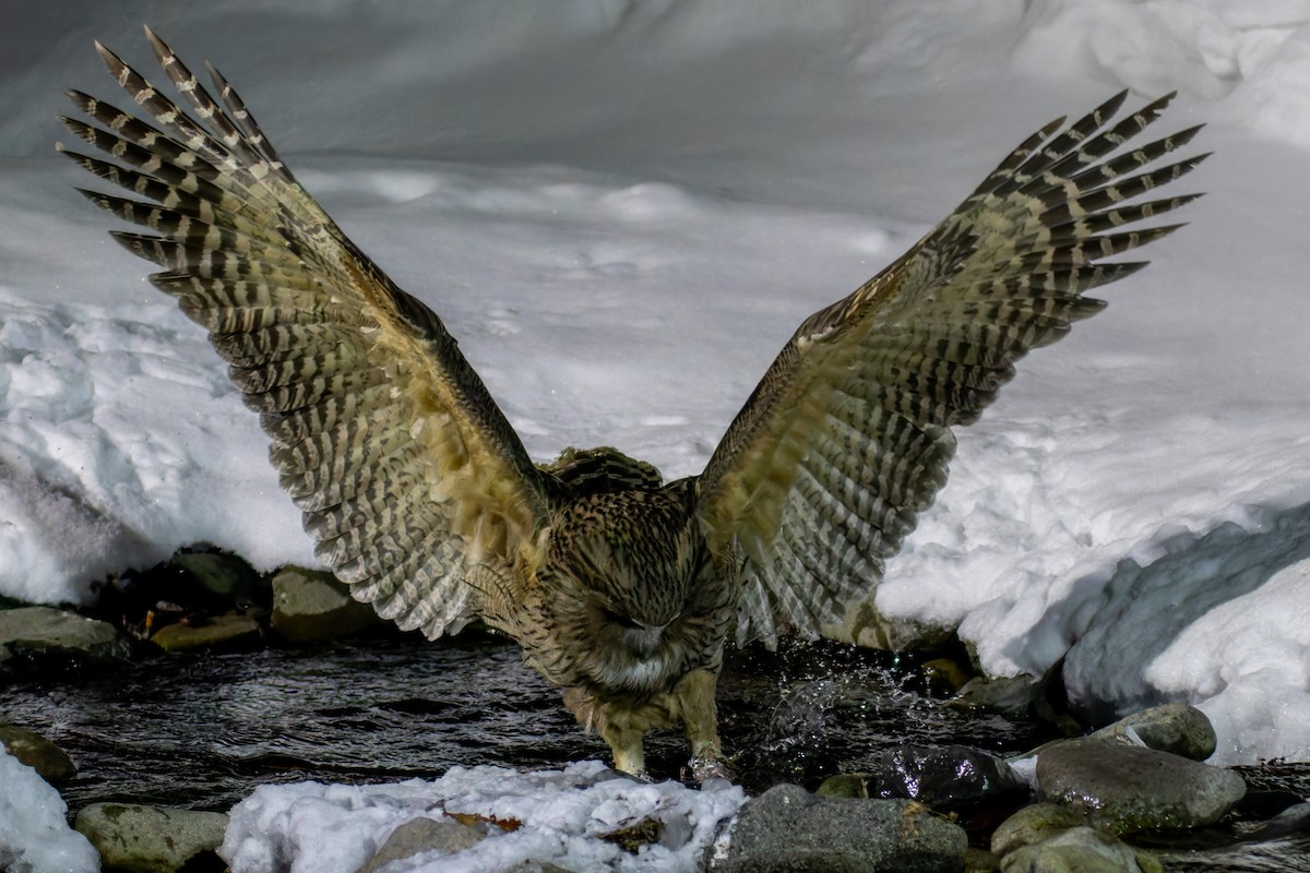 Blakiston's Fish-Owl - ML623137177