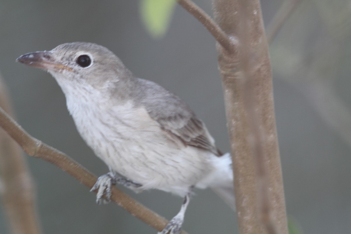 White-breasted Whistler - Mark Stanley