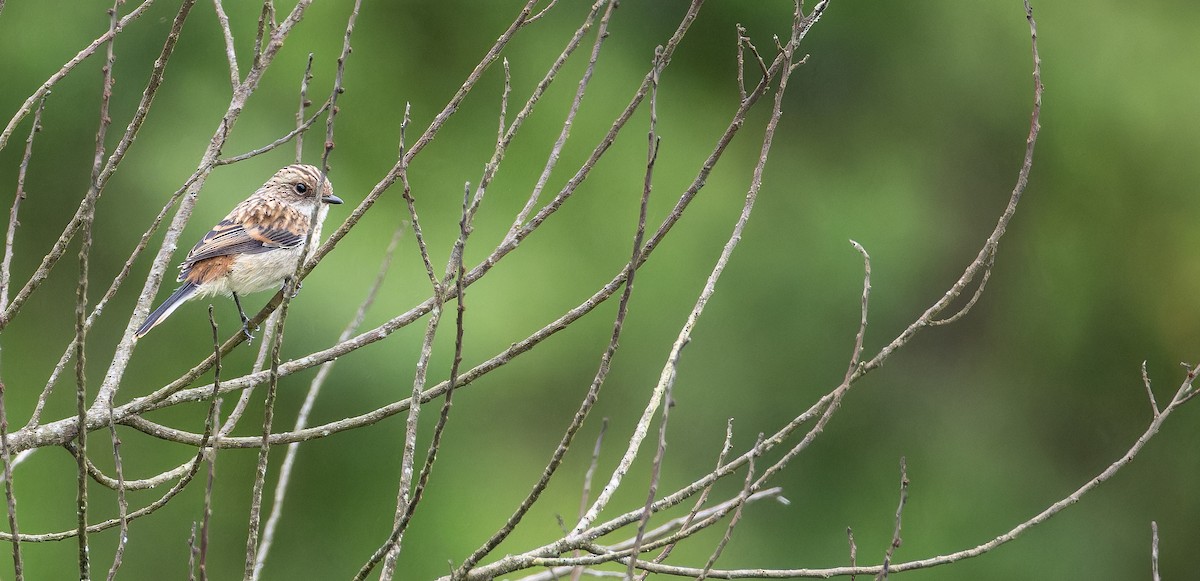 Gray Bushchat - ML623137196