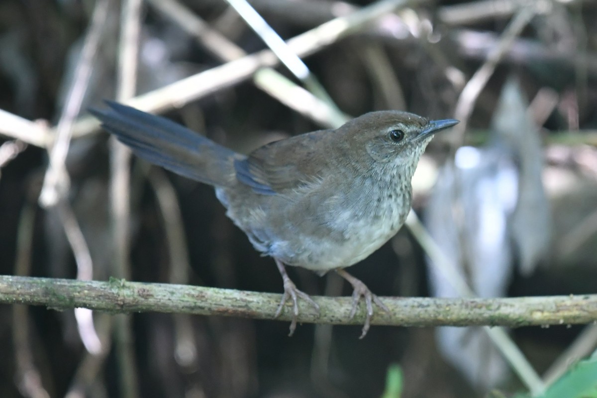 Javan Bush Warbler (Javan) - ML623137201