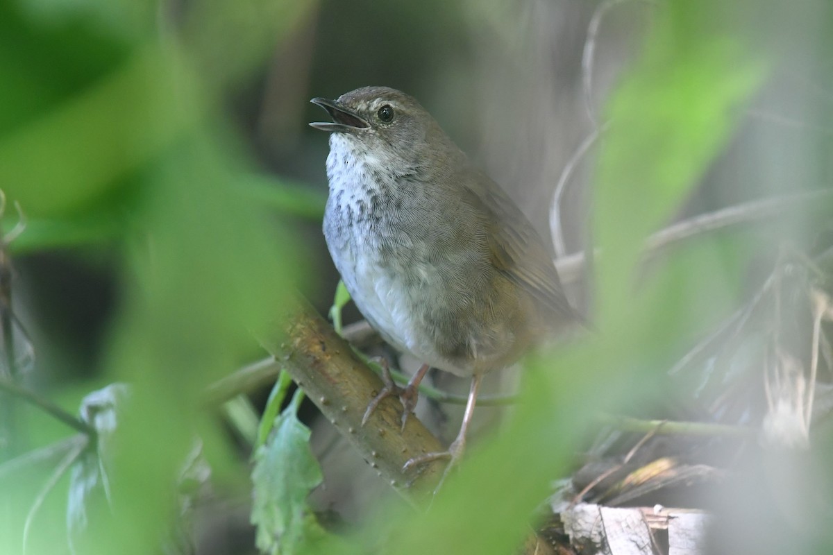 Javan Bush Warbler (Javan) - ML623137202