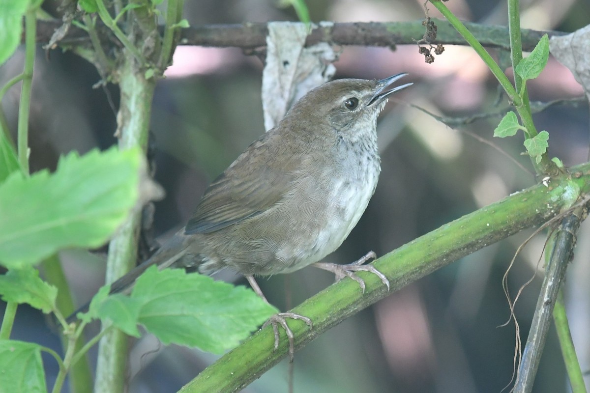 Javan Bush Warbler (Javan) - ML623137203