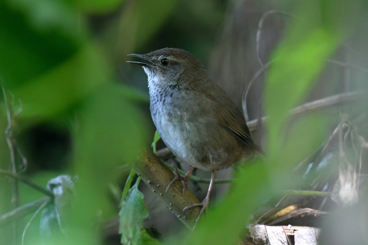 Javan Bush Warbler (Javan) - ML623137204