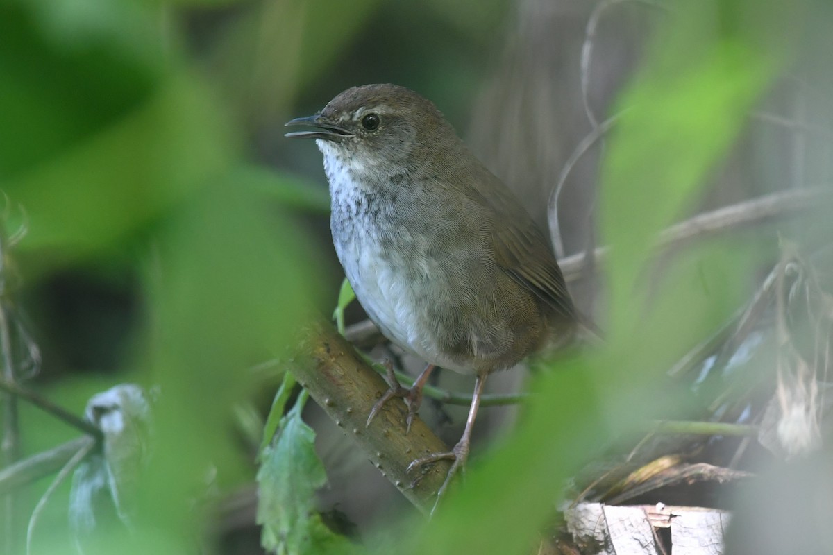 Javan Bush Warbler (Javan) - ML623137205