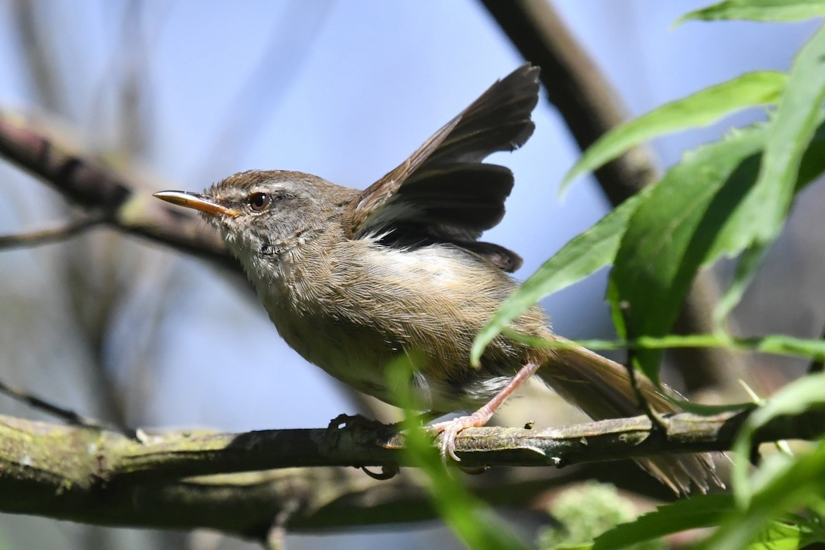 Aberrant Bush Warbler (Sunda) - ML623137209