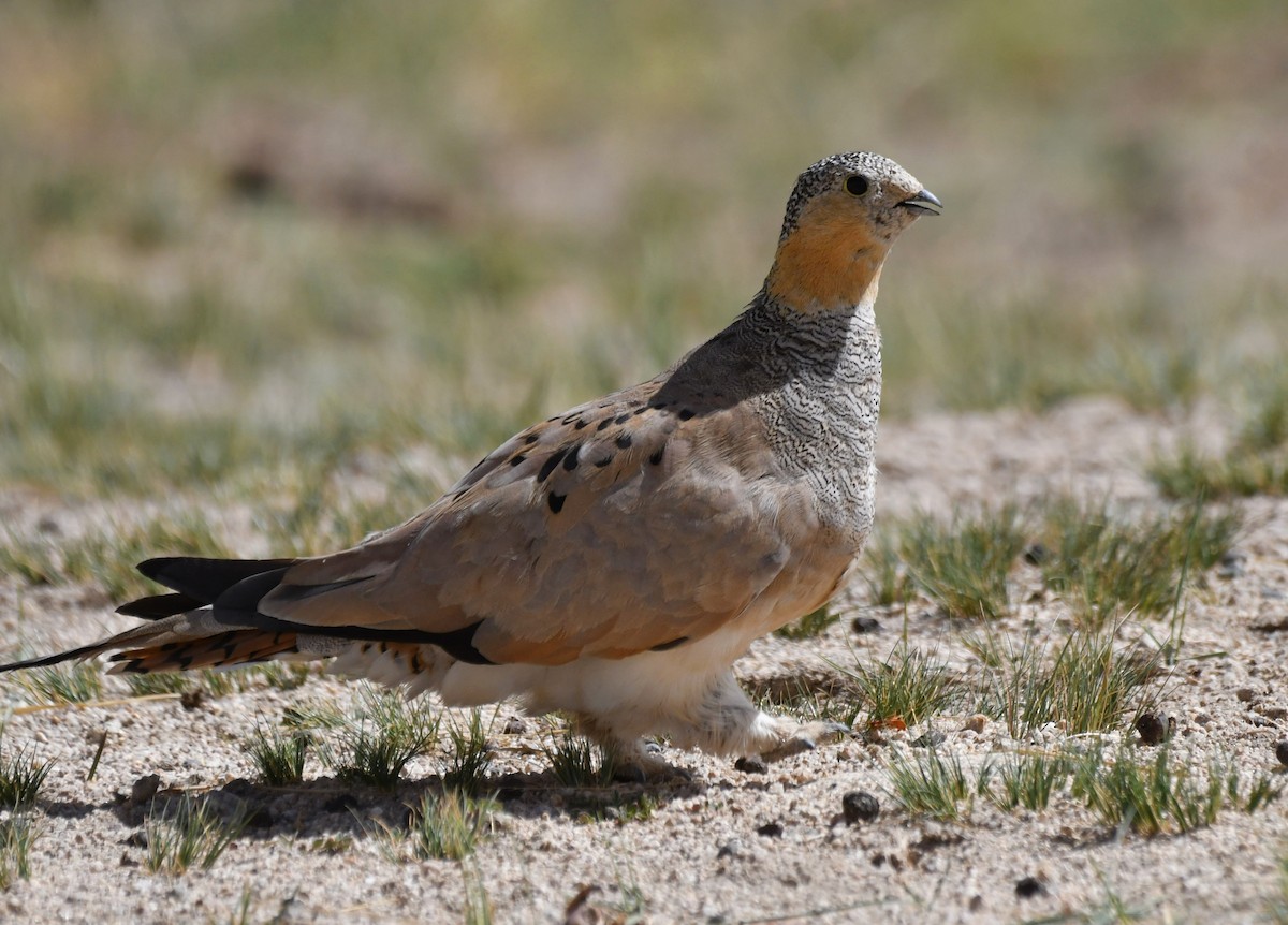 Tibetan Sandgrouse - ML623137212