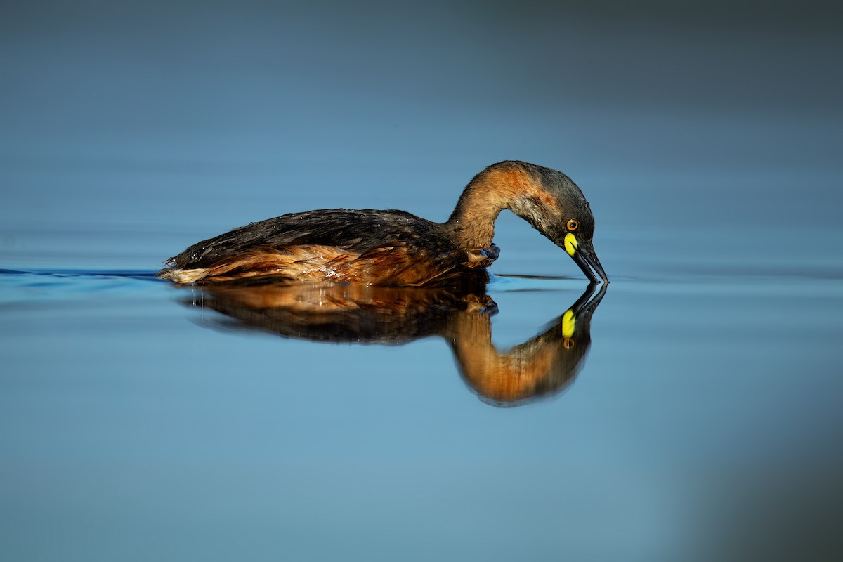 Australasian Grebe - ML623137276