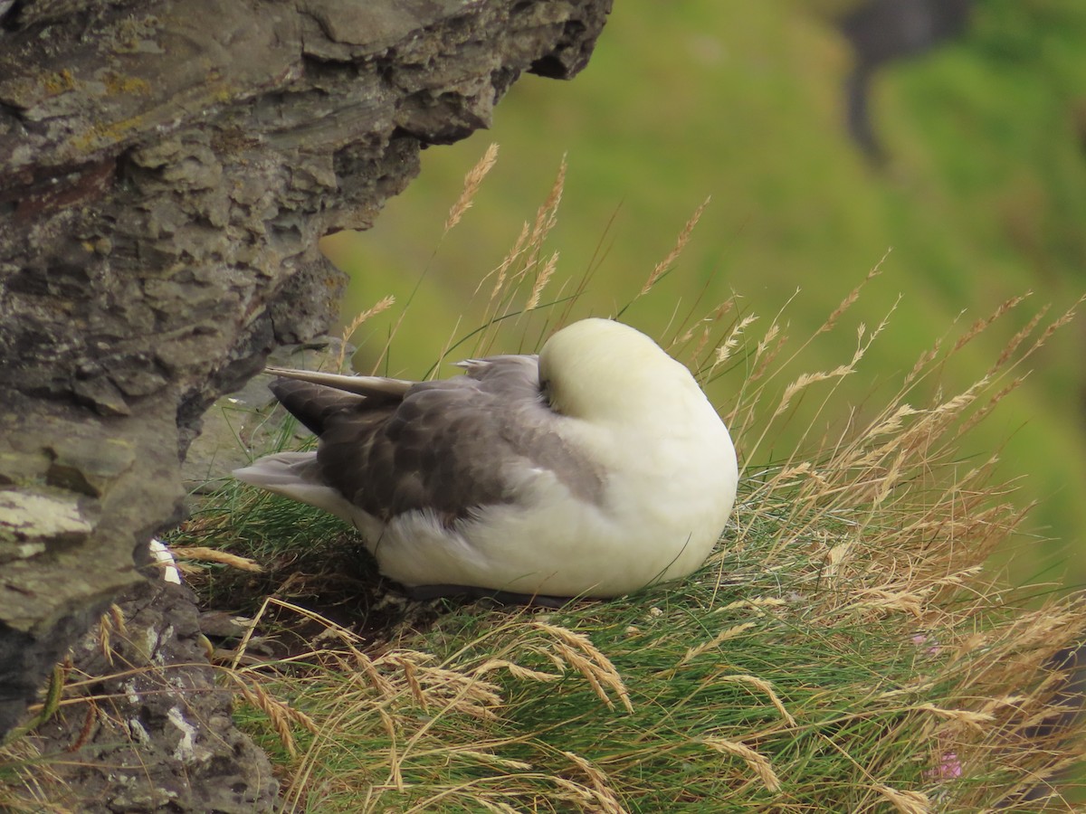 Northern Fulmar - ML623137294