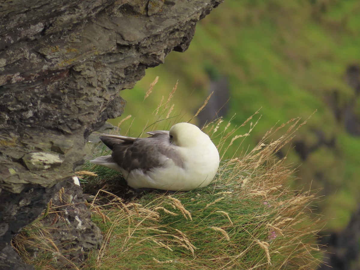 Northern Fulmar - ML623137295