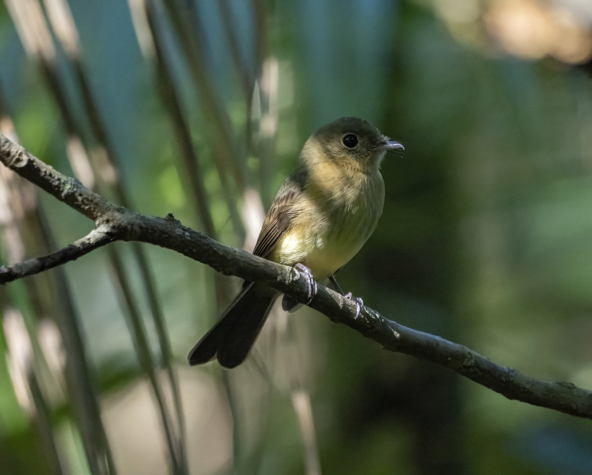 Whiskered Flycatcher - ML623137296