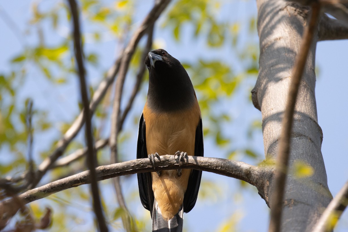 Rufous Treepie - ML623137318