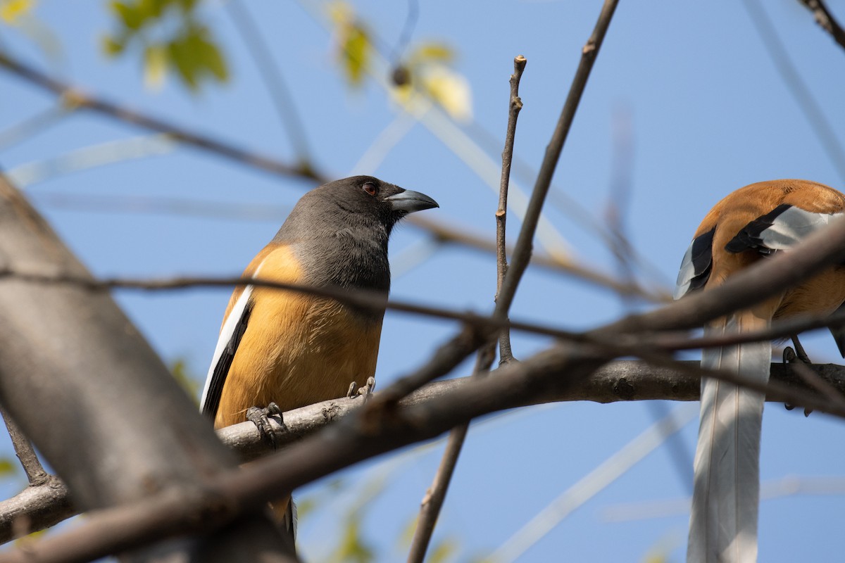 Rufous Treepie - ML623137319