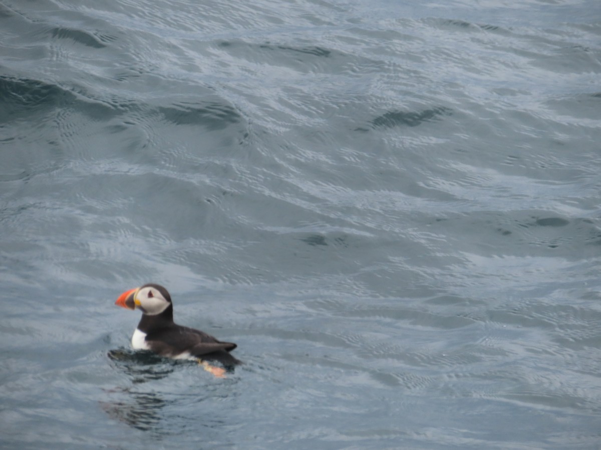 Atlantic Puffin - ML623137341