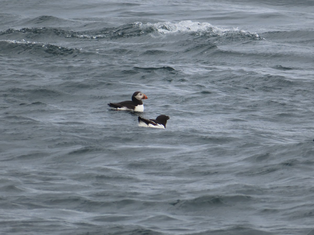 Atlantic Puffin - ML623137342