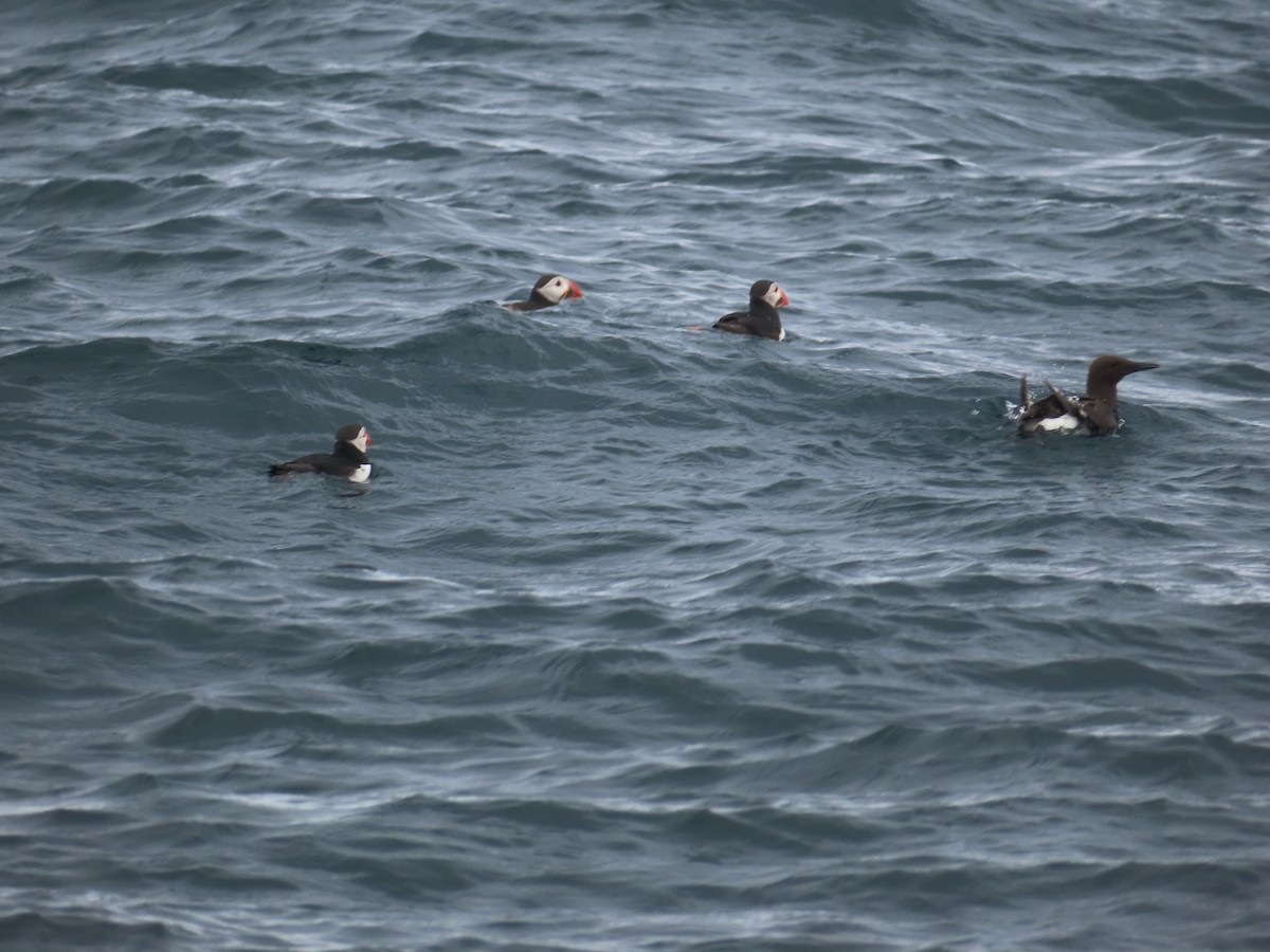 Atlantic Puffin - ML623137343