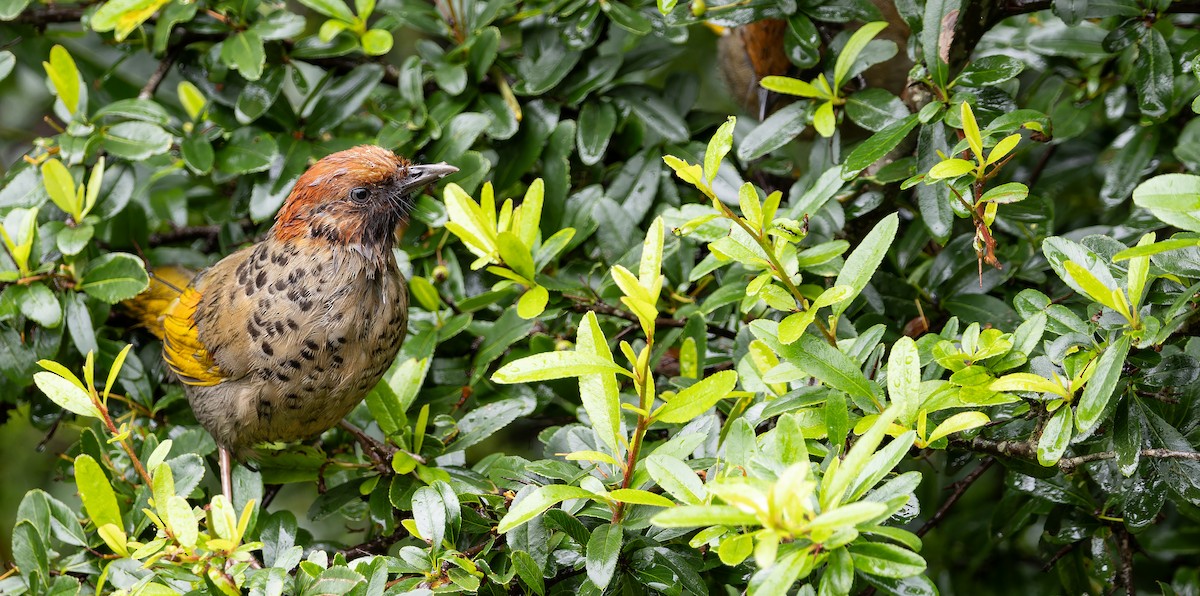 Chestnut-crowned Laughingthrush - ML623137346