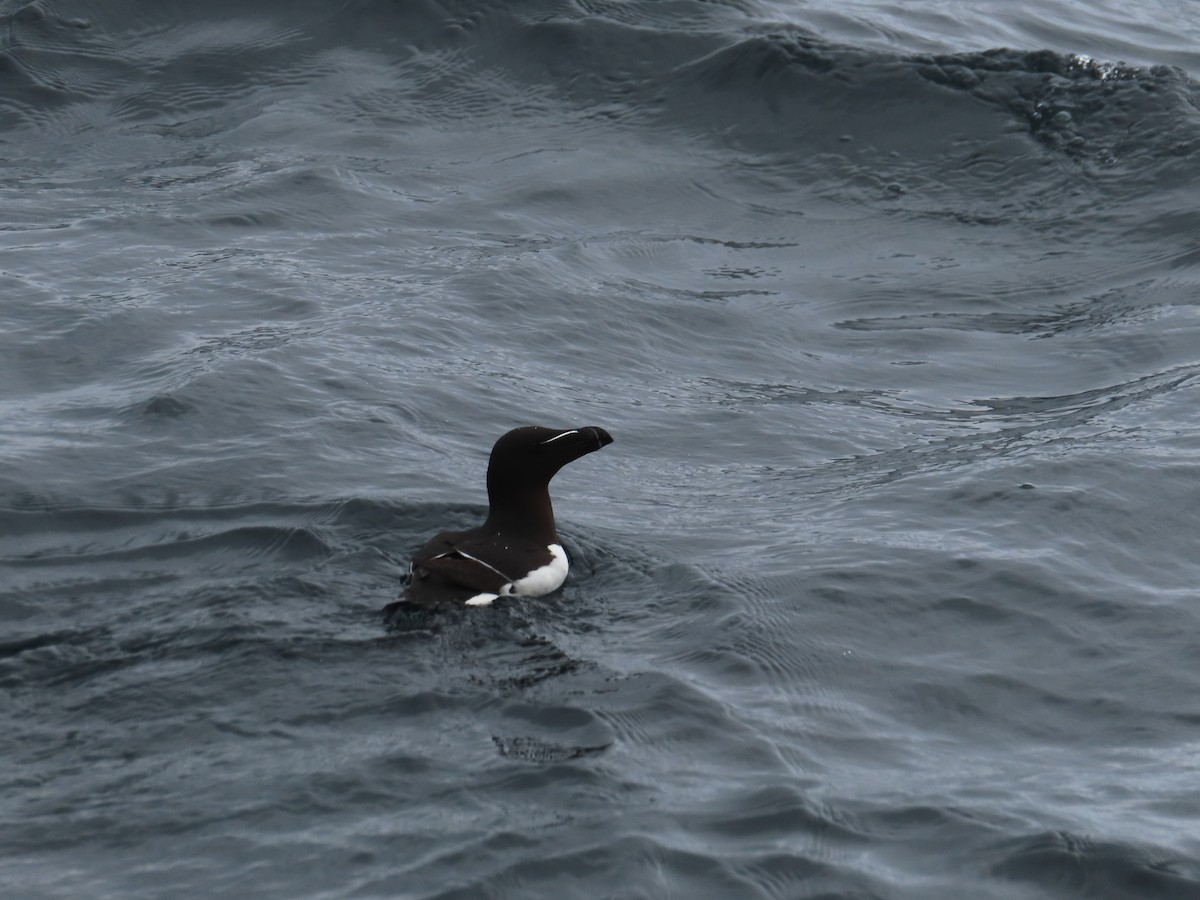 Razorbill - ML623137348