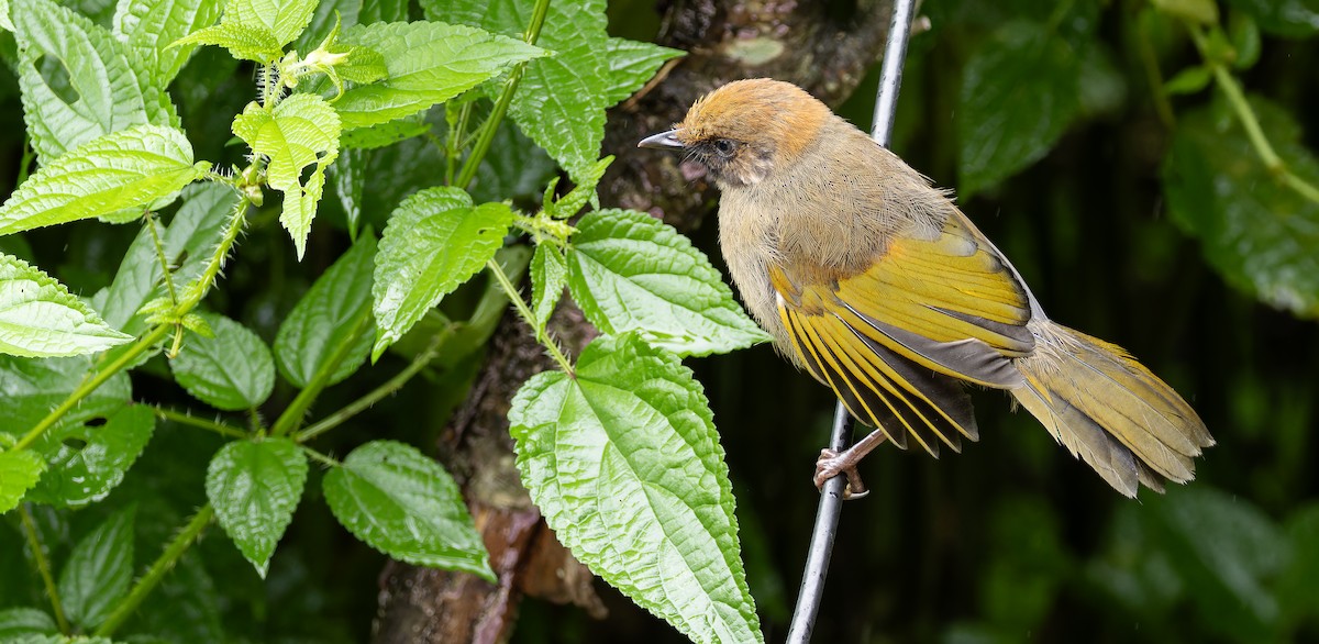 Chestnut-crowned Laughingthrush - ML623137350