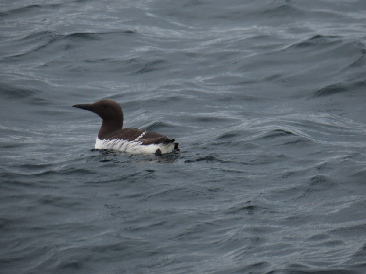 Common Murre - ML623137355