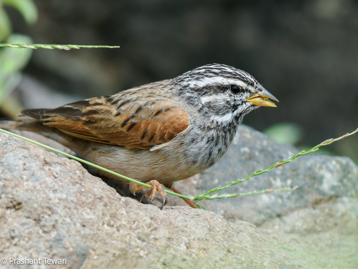 Striolated Bunting - ML623137365